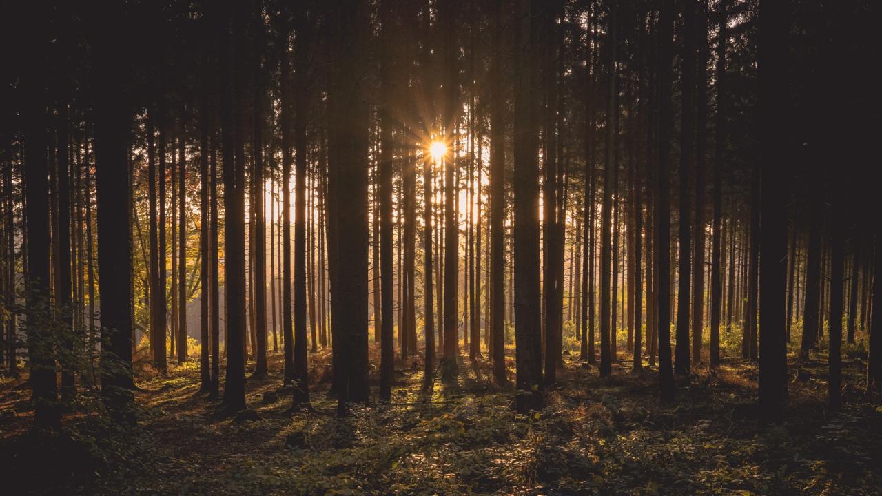 Skog i solnedgång